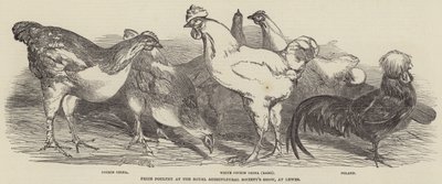 Pollame premiato alla Royal Agricultural Society